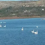 Tuja Jadrtovac